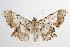  ( - ANIC Gen No. 000426)  @14 [ ] Copyright (2010) Unspecified Australia National Insect Collection