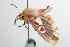  ( - ANIC Gen No. 000433)  @12 [ ] Copyright (2010) Unspecified Australia National Insect Collection