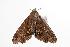  ( - ANIC Gen No. 000437)  @13 [ ] Copyright (2010) Unspecified Australia National Insect Collection