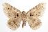  ( - ANIC Gen No. 000443)  @14 [ ] Copyright (2010) Unspecified Australia National Insect Collection