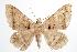  ( - ANIC Gen No. 000444)  @14 [ ] Copyright (2010) Unspecified Australia National Insect Collection