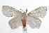 ( - ANIC Gen No. 000456)  @14 [ ] Copyright (2010) Unspecified Australia National Insect Collection