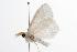  ( - ANIC Gen No. 000457)  @13 [ ] Copyright (2010) Unspecified Australia National Insect Collection