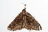  ( - ANIC Gen No. 000461)  @13 [ ] Copyright (2010) Unspecified Australia National Insect Collection