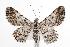  ( - ANIC Gen No. 000462)  @14 [ ] Copyright (2010) Unspecified Australia National Insect Collection