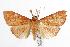  ( - ANIC Gen No. 000496)  @14 [ ] Copyright (2010) Unspecified Australia National Insect Collection
