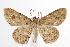  ( - ANIC Gen No. 000498)  @14 [ ] Copyright (2010) Unspecified Australia National Insect Collection