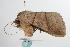  ( - ANIC Gen No. 000510)  @13 [ ] Copyright (2010) Unspecified Australia National Insect Collection