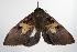  ( - ANIC Gen No. 000511)  @12 [ ] Copyright (2010) Unspecified Australia National Insect Collection