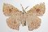  ( - ANIC Gen No. 000517)  @13 [ ] Copyright (2010) Unspecified Australia National Insect Collection