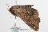  ( - ANIC Gen No. 000522)  @14 [ ] Copyright (2010) Unspecified Australia National Insect Collection