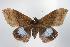  ( - ANIC Gen No. 000523)  @14 [ ] Copyright (2010) Unspecified Australia National Insect Collection