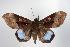  ( - ANIC Gen No. 000524)  @14 [ ] Copyright (2010) Unspecified Australia National Insect Collection