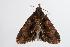  ( - ANIC Gen No. 000525)  @12 [ ] Copyright (2010) Unspecified Australia National Insect Collection
