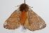  ( - ANIC Gen No. 000526)  @13 [ ] Copyright (2010) Unspecified Australia National Insect Collection
