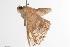  ( - ANIC Gen No. 001139)  @12 [ ] Copyright (2010) Unspecified Australia National Insect Collection