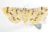  (Dichocrocis clytusalis - ANIC Gen No. 001156)  @14 [ ] Copyright (2010) Unspecified Australia National Insect Collection
