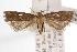  (Torodora - ANIC Gen No. 001165)  @14 [ ] Copyright (2010) Unspecified Australia National Insect Collection