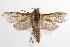  ( - ANIC Gen No. 001181)  @14 [ ] Copyright (2010) Unspecified Australia National Insect Collection