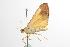  ( - ANIC Gen No. 001186)  @13 [ ] Copyright (2010) Unspecified Australia National Insect Collection