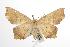  ( - ANIC Gen No. 001195)  @15 [ ] Copyright (2010) Unspecified Australia National Insect Collection