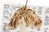  ( - ANIC Gen No. 001204)  @13 [ ] Copyright (2010) Unspecified Australia National Insect Collection