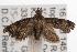  ( - ANIC Gen No. 001212)  @13 [ ] Copyright (2010) Unspecified Australia National Insect Collection