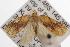  ( - ANIC Gen No. 001216)  @13 [ ] Copyright (2010) Unspecified Australia National Insect Collection
