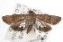  ( - ANIC Gen No. 001219)  @14 [ ] Copyright (2010) Unspecified Australia National Insect Collection