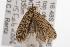  ( - ANIC Gen No. 001224)  @13 [ ] Copyright (2010) Unspecified Australia National Insect Collection