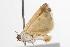  ( - ANIC Gen No. 001229)  @13 [ ] Copyright (2010) Unspecified Australia National Insect Collection