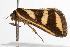  ( - ANIC Gen No. 001230)  @13 [ ] Copyright (2010) Unspecified Australia National Insect Collection