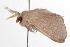  ( - ANIC Gen No. 001254)  @13 [ ] Copyright (2010) Unspecified Australia National Insect Collection