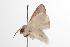  ( - ANIC Gen No. 001255)  @13 [ ] Copyright (2010) Unspecified Australia National Insect Collection