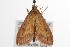  ( - ANIC Gen No. 001262)  @13 [ ] Copyright (2010) Unspecified Australia National Insect Collection