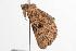 ( - ANIC Gen No. 001277)  @12 [ ] Copyright (2010) Unspecified Australia National Insect Collection