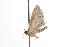  ( - ANIC Gen No. 001288)  @12 [ ] Copyright (2010) Unspecified Australia National Insect Collection