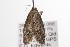  ( - ANIC Gen No. 001297)  @13 [ ] Copyright (2010) Unspecified Australia National Insect Collection