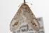  ( - ANIC Gen No. 001299)  @12 [ ] Copyright (2010) Unspecified Australia National Insect Collection