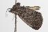  ( - ANIC Gen No. 001302)  @13 [ ] Copyright (2010) Unspecified Australia National Insect Collection