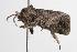  ( - ANIC Gen No. 001303)  @13 [ ] Copyright (2010) Unspecified Australia National Insect Collection