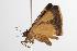  ( - ANIC Gen No. 001311)  @12 [ ] Copyright (2010) Unspecified Australia National Insect Collection