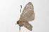  ( - ANIC Gen No. 001316)  @13 [ ] Copyright (2010) Unspecified Australia National Insect Collection