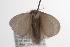  ( - ANIC Gen No. 001317)  @13 [ ] Copyright (2010) Unspecified Australia National Insect Collection