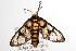  ( - ANIC Gen No. 001318)  @13 [ ] Copyright (2010) Unspecified Australia National Insect Collection
