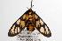  ( - ANIC Gen No. 001319)  @13 [ ] Copyright (2010) Unspecified Australia National Insect Collection