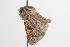  ( - ANIC Gen No. 001335)  @12 [ ] Copyright (2010) Unspecified Australia National Insect Collection
