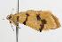  ( - ANIC Gen No. 001341)  @12 [ ] Copyright (2010) Unspecified Australia National Insect Collection