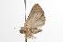  ( - ANIC Gen No. 001363)  @12 [ ] Copyright (2010) Unspecified Australia National Insect Collection