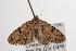  ( - ANIC Gen No. 001374)  @13 [ ] Copyright (2010) Unspecified Australia National Insect Collection